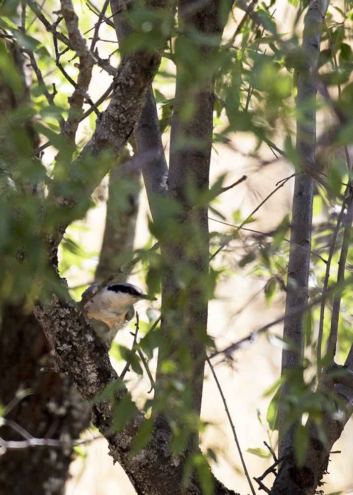 Eastern Rock Nuthatch